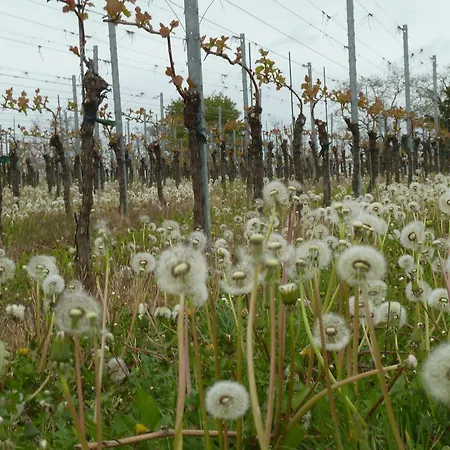 Muehlerain Appartamento Heitersheim